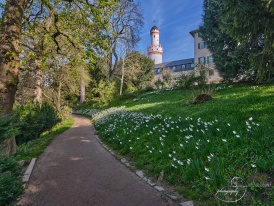 Frühling im Schlosspark Bad Homburg - 2