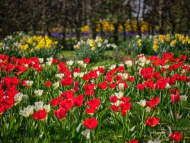 Frühling im Schlosspark Bad Homburg - 3