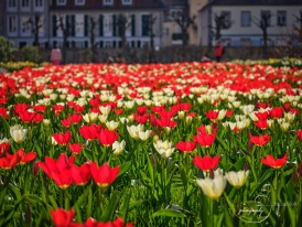Frühling im Schlosspark Bad Homburg - 4