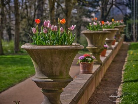 Frühling im Schlosspark Bad Homburg - 5