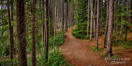 Kanada - Banff Forest