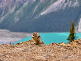 Kanada - Peyto Lake - 2