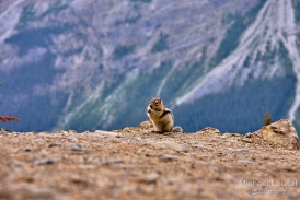 Kanada - Peyto Lake - 7