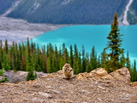 Kanada - Peyto Lake - 5