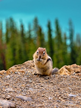 Chipmunk at Peyto Lake