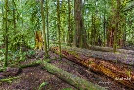 Cathedral Grove Vancouver Island-2