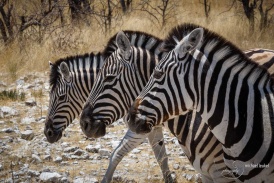 Namibia2017-16.jpg