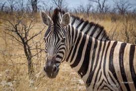 Namibia2017-17.jpg