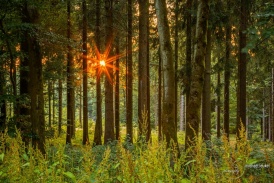 Kleiner Feldberg: Sonnenuntergang im Wald 1