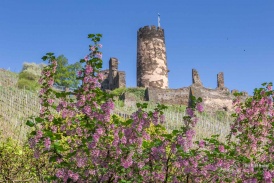Ruine Fürstenberg im Frühling