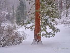 Staatspark Fürstenlager: Mammutbaum im Winter